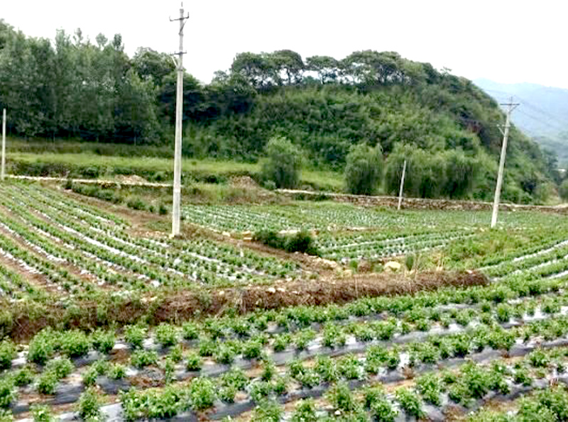 种植大户